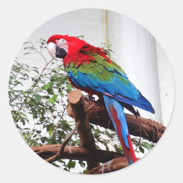 Pegatina Redonda Pegatinas de Macaw #3 de ala verde (Anverso)