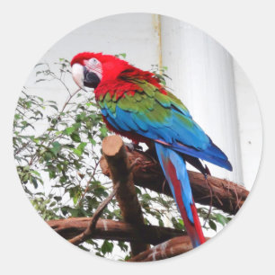 Pegatina Redonda Pegatinas de Macaw #3 de ala verde