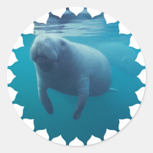 Pegatina Redonda Pegatinas de Manatee (Anverso)