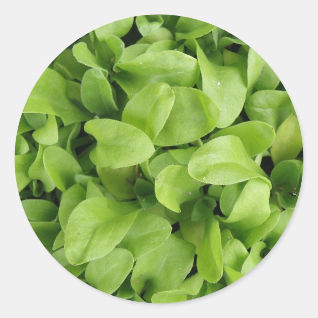 Pegatina Redonda Pegatinas de Marigold Seedlings (Anverso)