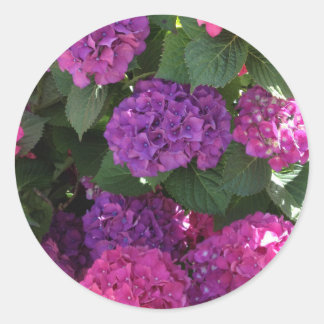 Pegatina Redonda Pegatinas de morado y magenta Hydrangea