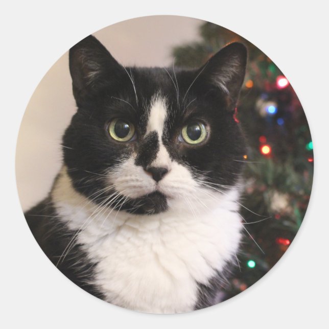 Pegatina Redonda Pegatinas de Navidad para el gato de Tuxedo (Anverso)