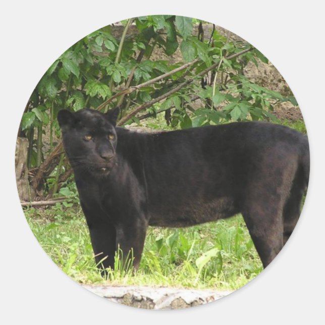 Pegatina Redonda Pegatinas de Pacing Panther (Anverso)