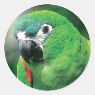 Pegatina Redonda Pegatinas de pájaro loro