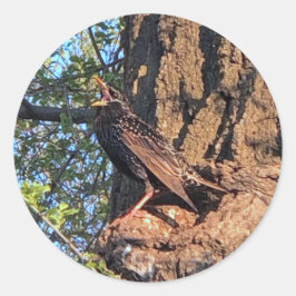 Pegatina Redonda Pegatinas de pájaros estelares