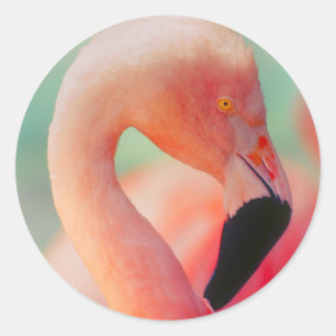 Pegatina Redonda Pegatinas de pájaros rosados exóticos