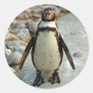 Pegatina Redonda Pegatinas de Penguin