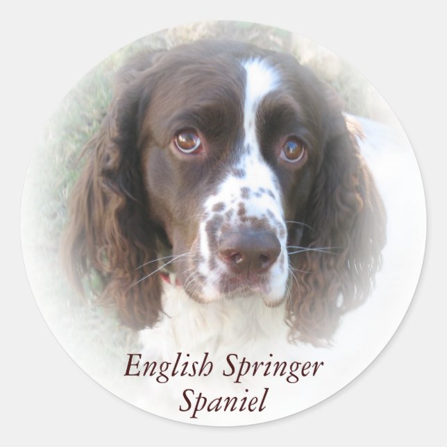 Pegatina Redonda Pegatinas de perro personalizado English Springer  (Anverso)
