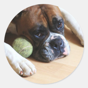 Pegatina Redonda Pegatinas de perros Boxer