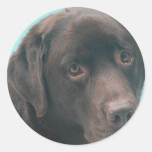 Pegatina Redonda Pegatinas de perros de Chocolate Lab