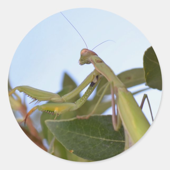 Pegatina Redonda Pegatinas de Praying Mantis (Anverso)