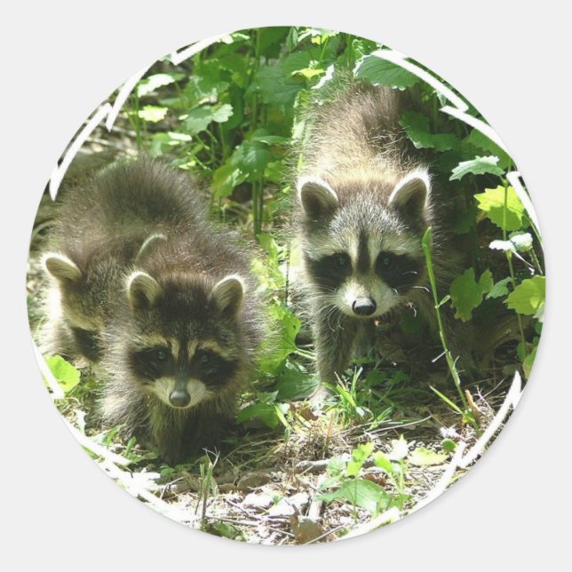 Pegatina Redonda Pegatinas de Raccoon Habitat (Anverso)