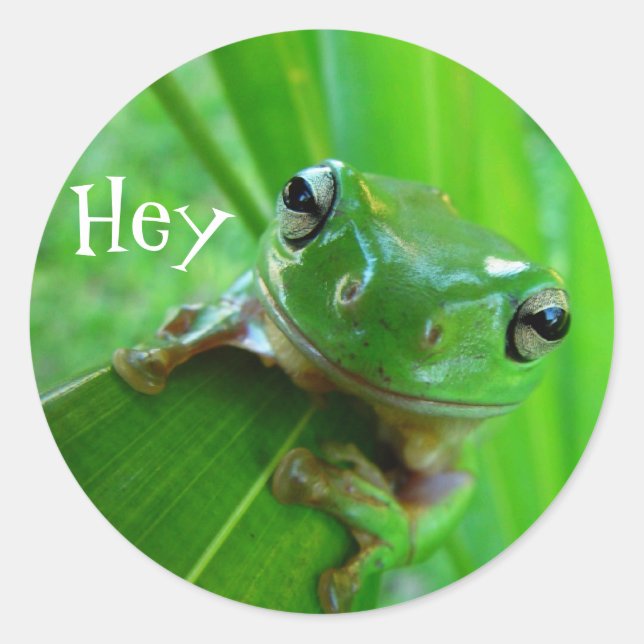 Pegatina Redonda Pegatinas de rana de árbol (Anverso)