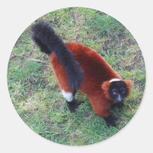 Pegatina Redonda Pegatinas de Red Ruffed Lemur #1