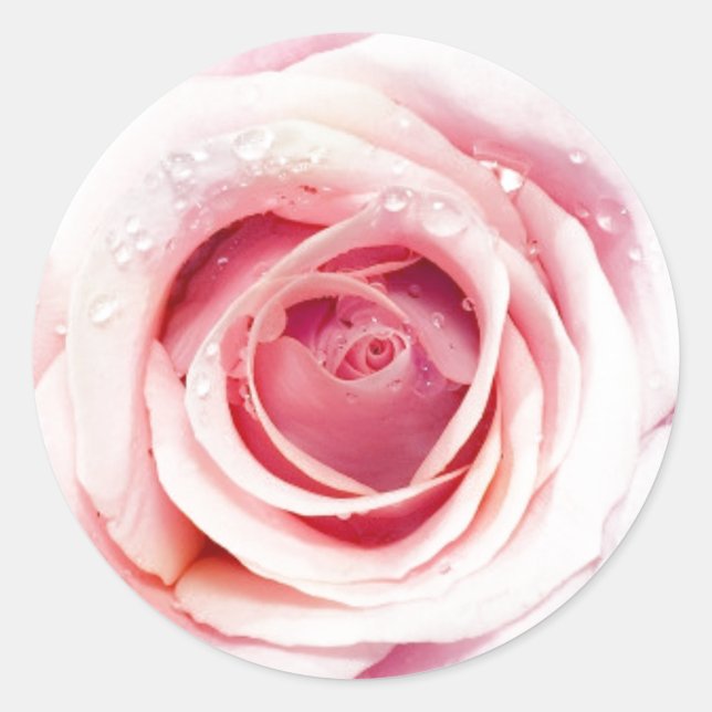 Pegatina Redonda Pegatinas de Rose Circle Rosa (Anverso)