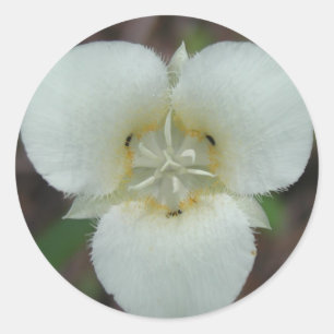 Pegatina Redonda Pegatinas de Sego Lily