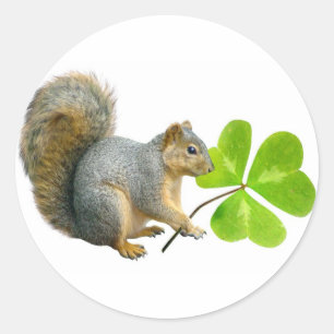 Pegatina Redonda Pegatinas de Shamrock Squirrel