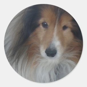 Pegatina Redonda Pegatinas de Shetland Sheepdog