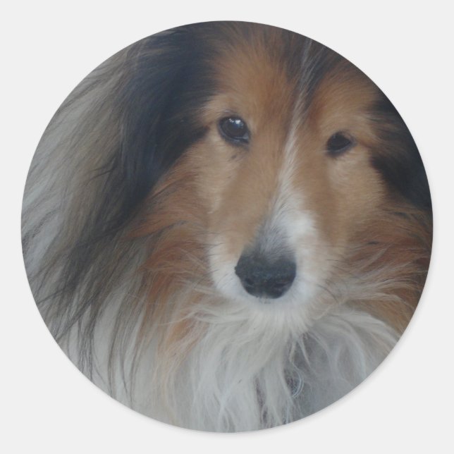 Pegatina Redonda Pegatinas de Shetland Sheepdog (Anverso)
