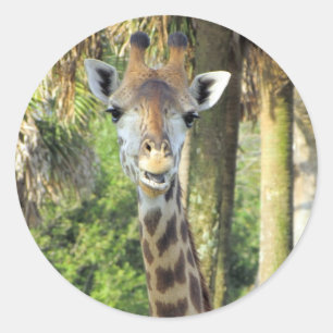 Pegatina Redonda Pegatinas de Silly Giraffe