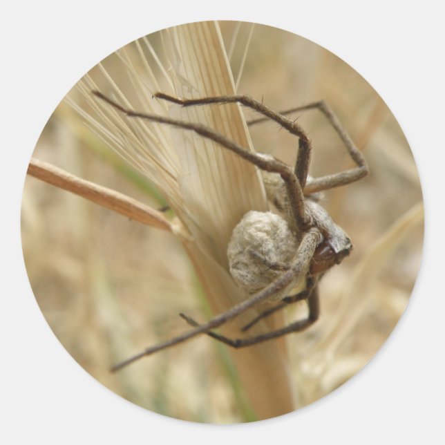 Pegatina Redonda Pegatinas de Spider and Egg Sac (Anverso)