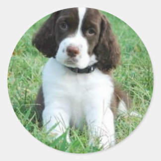 Pegatina Redonda Pegatinas de Springer Puppy
