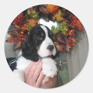 Pegatina Redonda Pegatinas de Springer Spaniel