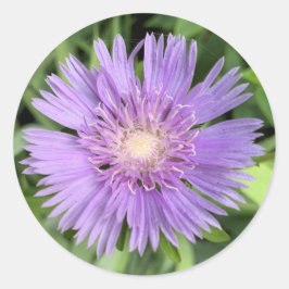 Pegatina Redonda Pegatinas de Stokes aster (Stokesia laevis)