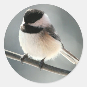 Pegatina Redonda Pegatinas de Sweet Chick