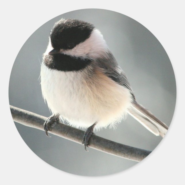 Pegatina Redonda Pegatinas de Sweet Chick (Anverso)