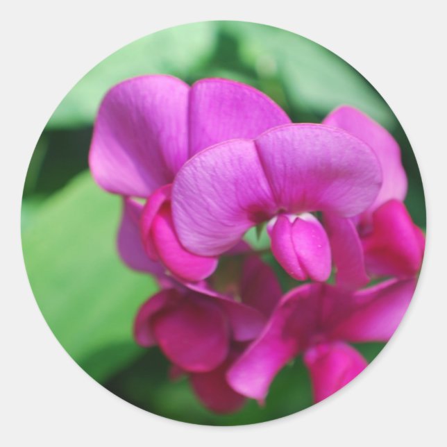 Pegatina Redonda Pegatinas de Sweet Pea (Anverso)