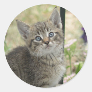 Pegatina Redonda Pegatinas de Tabby Kitten