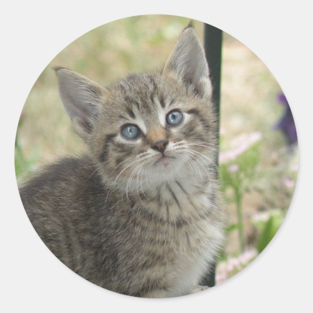Pegatina Redonda Pegatinas de Tabby Kitten (Anverso)