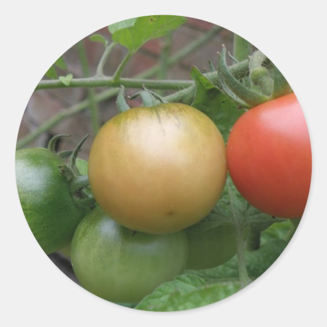 Pegatina Redonda Pegatinas de tomates ligeros (Anverso)