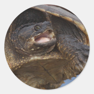 Pegatina Redonda Pegatinas de tortuga que rapean