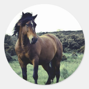 Pegatina Redonda Pegatinas de Wild Mustang
