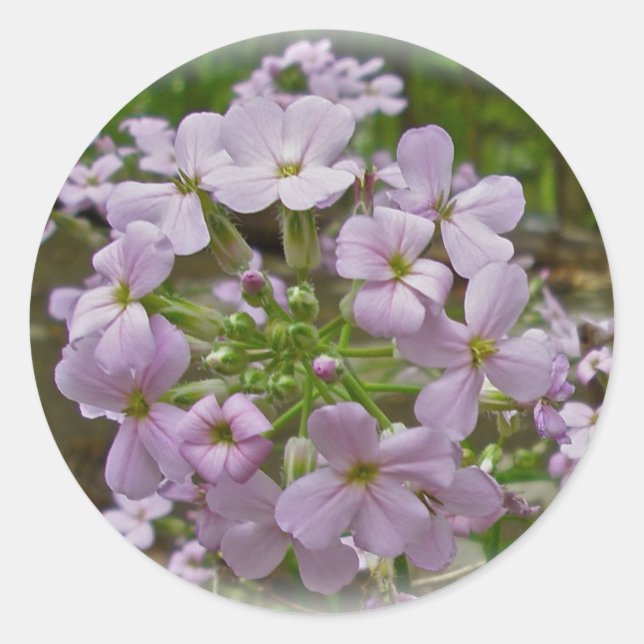 Pegatina Redonda Pegatinas de Wild Phlox (Anverso)