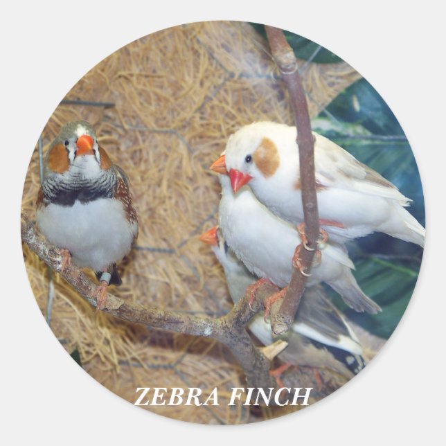 Pegatina Redonda Pegatinas de ZEBRA FINCH (Anverso)
