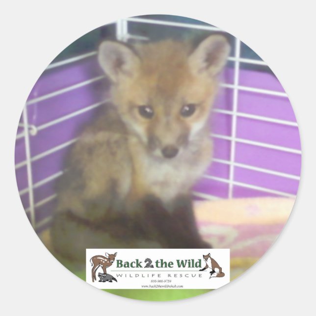 Pegatina Redonda pegatinas de zorro de bebé (Anverso)