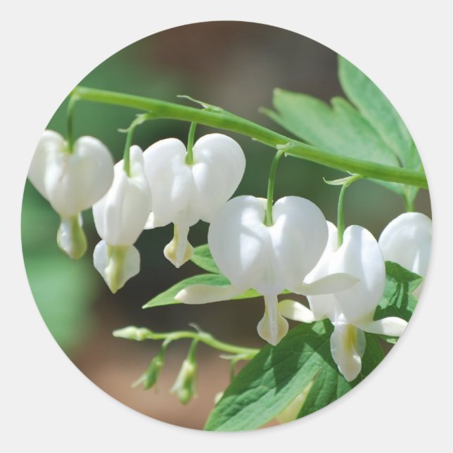Pegatina Redonda Pegatinas del corazón sangrante blanco (Anverso)