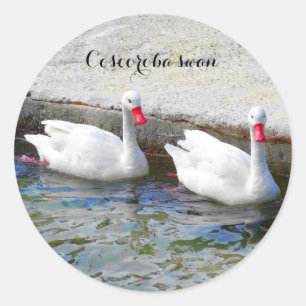 Pegatina Redonda Pegatinas del Coscoroba Swan #1