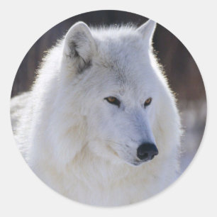 Pegatina Redonda Pegatinas del Lobo Blanco Ártico