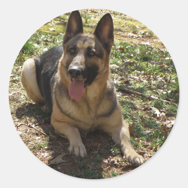 Pegatina Redonda Pegatinas del Pastor Alemán (Anverso)