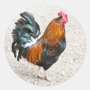 Pegatina Redonda Pegatinas del pollo