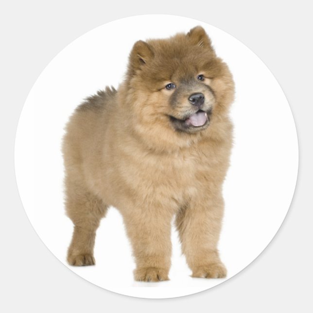 Pegatina Redonda Pegatinas del saludo de Perro de Amor Chow Chow Pu (Anverso)