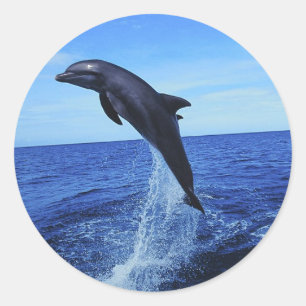 Pegatina Redonda Pegatinas Dolphin Photo