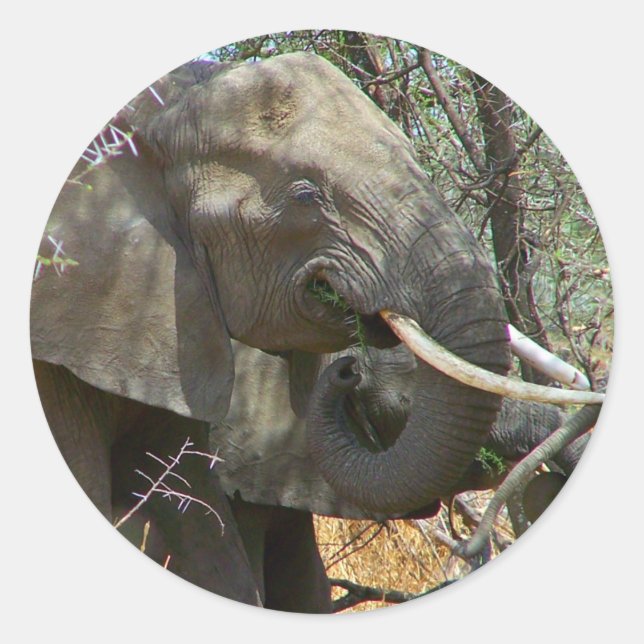 Pegatina Redonda Pegatinas elefantes (Anverso)