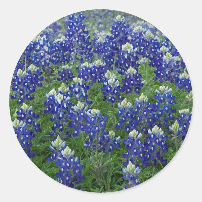 Pegatina Redonda Pegatinas fotográficos de Texas Bluebonnets Field (Anverso)
