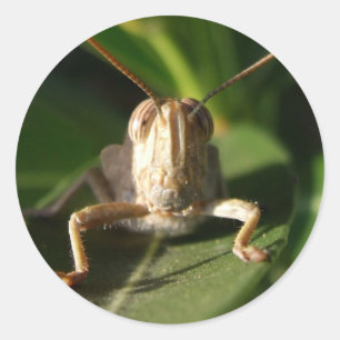 Pegatina Redonda Pegatinas Grasshopper