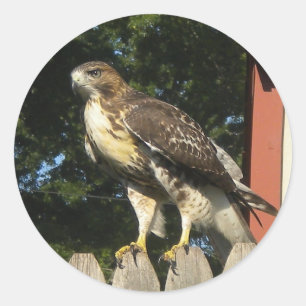 Pegatina Redonda Pegatinas Hawk